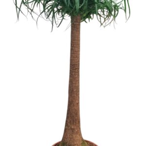 Nolina recurvata Beaucarnea 32 cm
(1 Plants/Order)(32cmP 125cmH)
