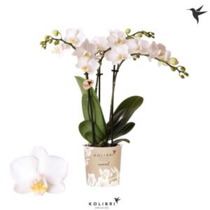 Phalaenopsis Snowflake FInland 3 spike
(12 Plants/Order)(9cmP 40cmH)