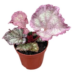 Begonia Pink Panther
(14 Plants/Order)(8cmP 12cmH)