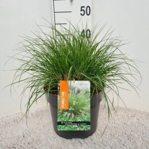 Pennisetum alopecuroides Hameln Pennisetum Alo. Hameln P26
(1 Plants/Order)(26cmP 40cmH)