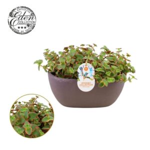 Crassula Pellucide varie 25cm Summer Collection
(3 Plants/Order)(25cmP 20cmH)