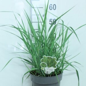 Panicum virgatum Prairie Sky' P23
(1 Plants/Order)(23cmP 65cmH)