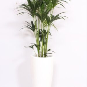 Howea forsteriana Howea Forsteriana in Santorini Pot "wit"
(1 Plants/Order)(33cmP 160cmH)