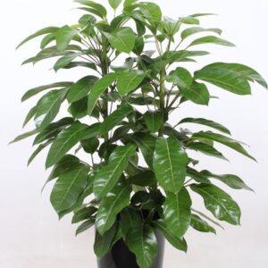 Schefflera Amate "actinophylla in Santorini ""antraciet"""
(1 Plants/Order)(29cmP 110cmH)