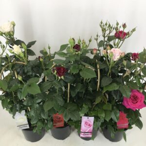 Rosa other select' breeding mix p22
(1 Plants/Order)(22cmP 75cmH)