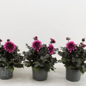 Dahlia (Miscellaneous Grp) Gardenet Lilac
(6 Plants/Order)(17cmP 45cmH)