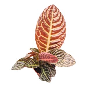 Labisia obtusifolia Zebra
(5 Plants/Order)(9cmP 20cmH)