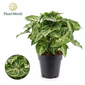Syngonium Arrow
(7 Plants/Order)(14cmP 30cmH)