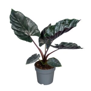 Alocasia Alocasia Antoro Velvet 14cm
(8 Plants/Order)(14cmP 40cmH)