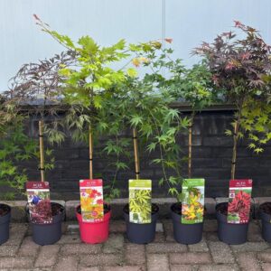 Acer palmatum Acer palm. diverse mix C3 laagstam
(1 Plants/Order)(19cmP 80cmH)