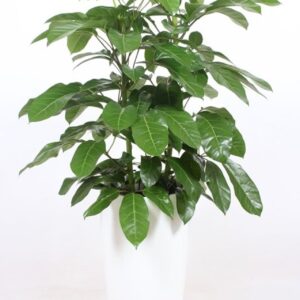 Schefflera Amate Schefflera actinophylla 'Amate' in Santorini "wit"
(1 Plants/Order)(33cmP 130cmH)