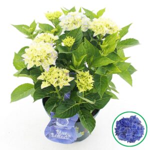 Hydrangea macrophylla other Music Collection® 'Blue Ballad'® C5 (23cm.) Kn.
(1 Plants/Order)(23cmP 45cmH)