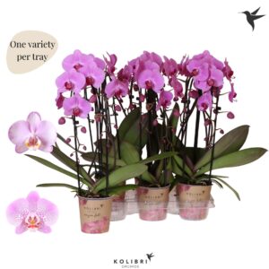 Phalaenopsis Elegant Cascade Niagara Fall pink 2 spike
(6 Plants/Order)(12cmP 45cmH)