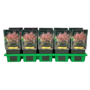 Astilbe Inshriac Pink' P11
(10 Plants/Order)(11cmP 25cmH)
