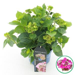 Hydrangea macrophylla other Royalty® 'Lady Mata Hari'® pink C3.5 (20cm.) Kn.
(1 Plants/Order)(20cmP 40cmH)