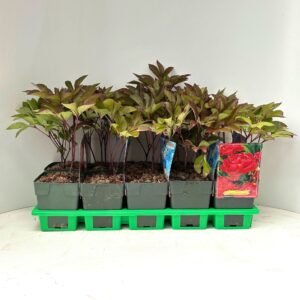 Paeonia Karl Rosenf Lactiflora P11
(10 Plants/Order)(11cmP 25cmH)