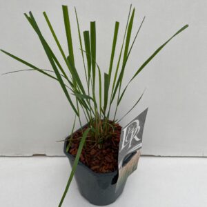 Calamagrostis x Karl Foerster Foester'
(6 Plants/Order)(17cmP 25cmH)
