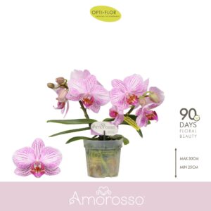 Phalaenopsis Multiflora Amorosso Merlini 2 spike
(8 Plants/Order)(7cmP 25cmH)