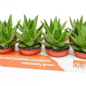Aloe mitriformis perfoliata 12
(8 Plants/Order)(12cmP 15cmH)
