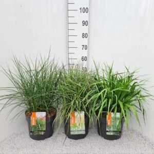 Siergrassen mix Siergrassen mix P26
(1 Plants/Order)(26cmP 50cmH)
