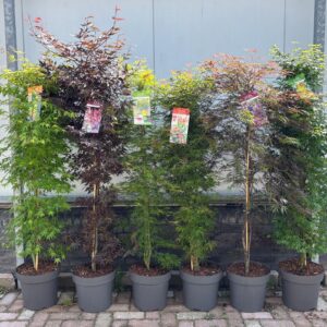 Acer palmatum Acer palm. 'Mix' zuil
(1 Plants/Order)(30cmP 160cmH)