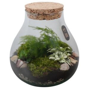 Arrangementen PTTER8116 terrarium in glazen terrarium
(2 Plants/Order)(23cmP 26cmH)