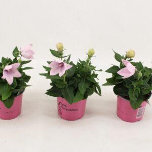 Platycodon Astra Pink pink
(9 Plants/Order)(12cmP 30cmH)