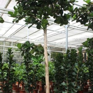 Ficus lyrata
(1 Plants/Order)(85cmP 500cmH)