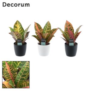 Codiaeum Petra Croton kopstek 7 cm in Sara Black White
(16 Plants/Order)(7cmP 25cmH)