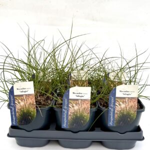 Miscanthus Adagio Miscanthus sinensis Adagio
(6 Plants/Order)(17cmP 60cmH)