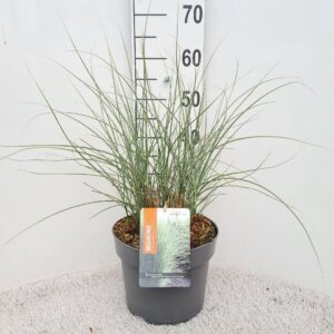 Miscanthus sinensis Morning Light
(1 Plants/Order)(26cmP 50cmH)