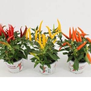 Capsicum annuum HupHup mixed
(12 Plants/Order)(10.5cmP 25cmH)