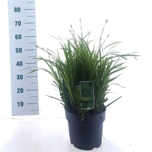 Carex morrowii Ice Dance
(1 Plants/Order)(23cmP 50cmH)