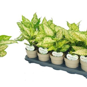 Aglaonema other Aglaonema Eileen
(10 Plants/Order)(12cmP 40cmH)