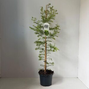 Metasequoia glyptostroboi --gestokt 100 cm
(1 Plants/Order)(19cmP 100cmH)