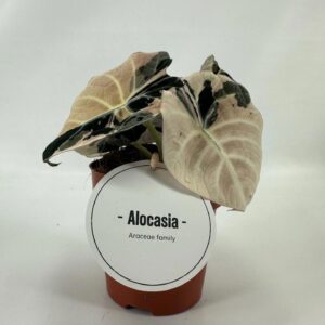 Alocasia Black Velvet Pink Variegata
(8 Plants/Order)(12cmP 25cmH)