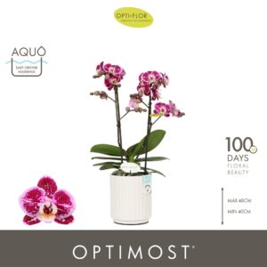 Phalaenopsis Bubbles Optimost 2 spike in Molise white Aquo
(6 Plants/Order)(12cmP 45cmH)