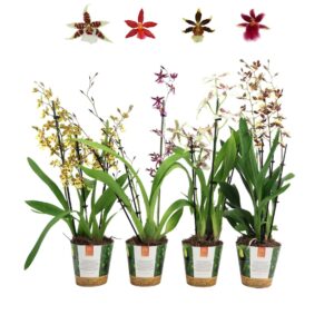 Orchideeen Inca Orchid mix 3 spike in Jungle cover
(10 Plants/Order)(12cmP 50cmH)