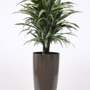 Dracaena Warneckei "Warneckie in Santorini Pot ""taupe"""
(1 Plants/Order)(33cmP 130cmH)