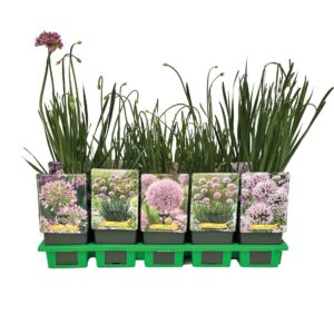 Allium senescens mix laag P11
(10 Plants/Order)(11cmP 25cmH)