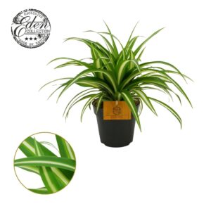 Chlorophytum Variegatum comosum 12cm
(8 Plants/Order)(12cmP 20cmH)