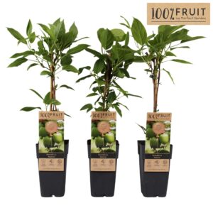 Actinidia arguta Geneva P15
(10 Plants/Order)(15cmP 65cmH)