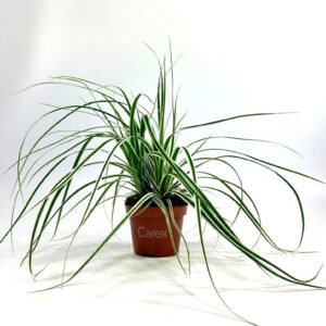 Carex oshimensis Everest p10,5
(12 Plants/Order)(10.5cmP 20cmH)