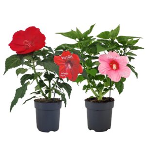 Hibiscus moscheutos Luna Hibiscus Extreme mix p17
(4 Plants/Order)(17cmP 60cmH)