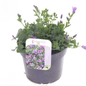 Campanula portenschlagiana
(8 Plants/Order)(13cmP 15cmH)