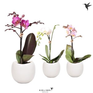 Phalaenopsis mixed 1 spike in Bowl Pot
(6 Plants/Order)(9cmP 40cmH)
