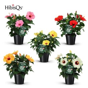 Hibiscus HibisQs mix
(1 Plants/Order)(17cmP 50cmH)
