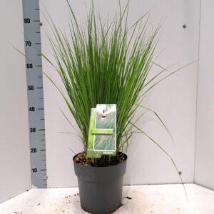 Molinia caerulea Heidebraut
(1 Plants/Order)(23cmP 75cmH)