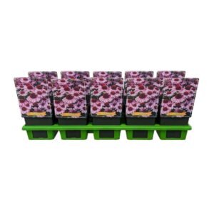 Echinacea other Echinacea 'Meditation Pink' P11
(10 Plants/Order)(11cmP 25cmH)
