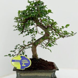 Bonsai Zelkova parvifolia, 20cm., shape, with driptray
(6 Plants/Order)(20cmP 35cmH)